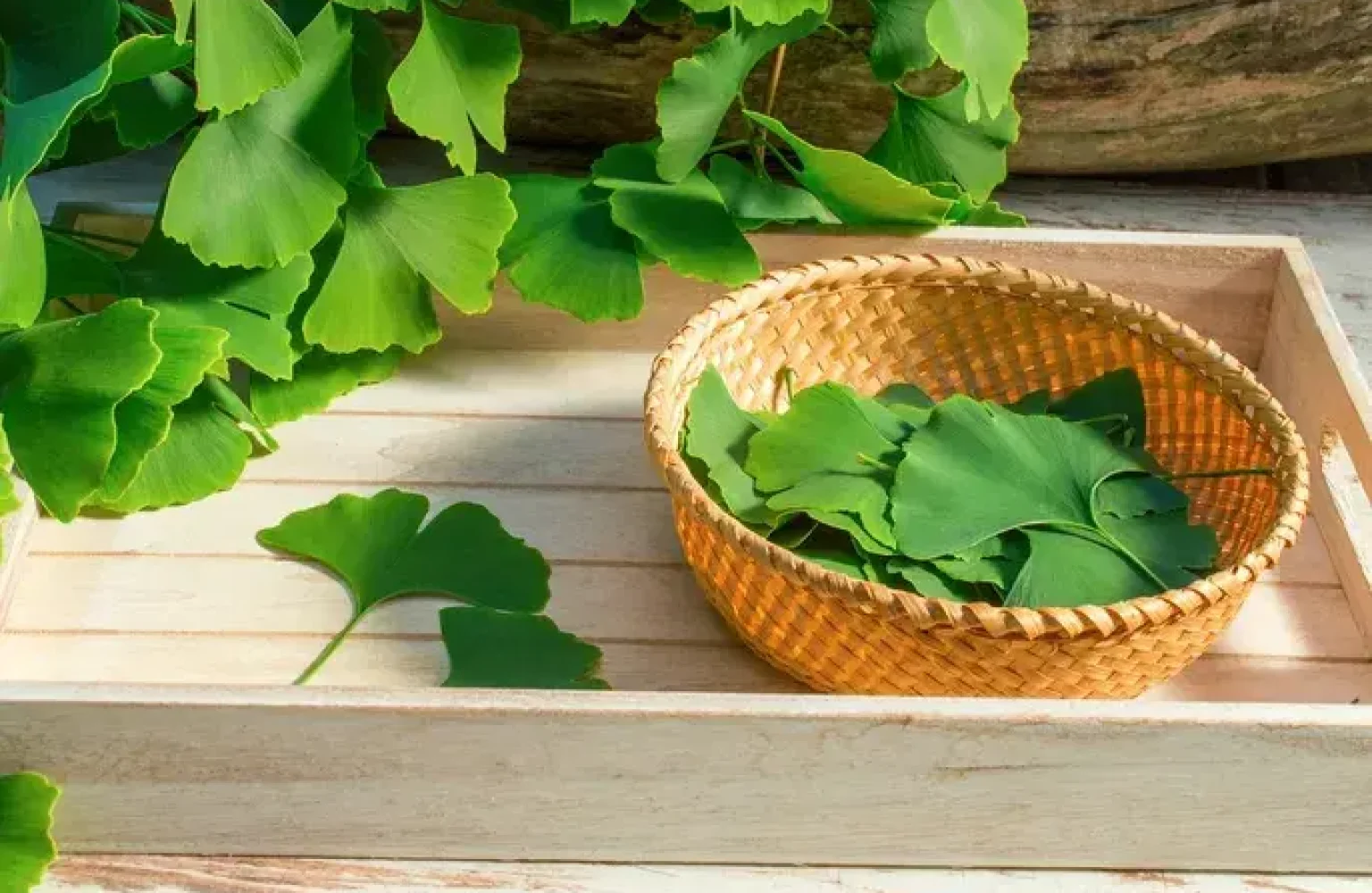 Ginkgo Biloba Leaf